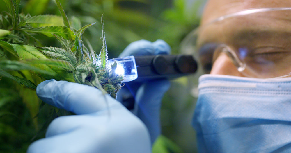 Cannabis, CBD & Hemp Testing Laboratory Importance in the Current Industry - GANJIKA